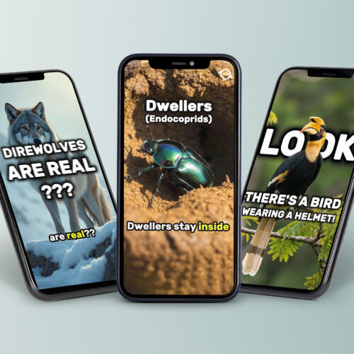 Social Media Strategy for a Wildlife Conservation Project